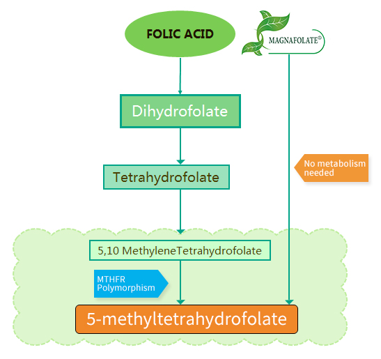 Care sunt diferențele dintre acidul folic și Magnafolate®?