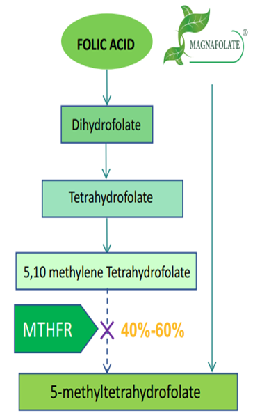 De ce este necesar să folosiți acid folic activ L-5-MTHF Ca și nu acid folic?