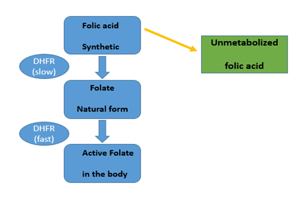 Aportul zilnic de 266 mcg de acid folic perturbă metabolismul nostru normal de acid folic