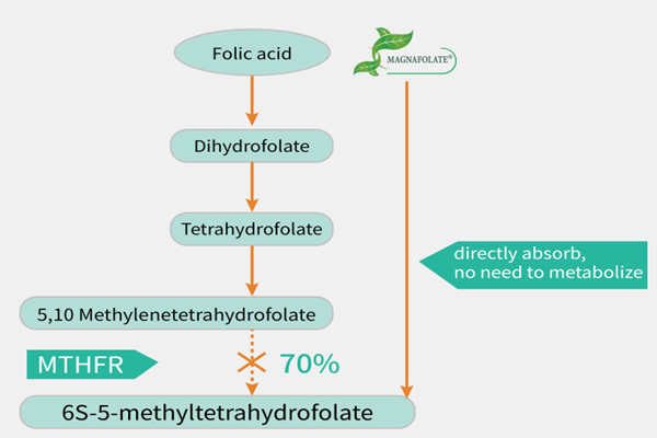 Știți diferența dintre Magnafolat și acid folic?