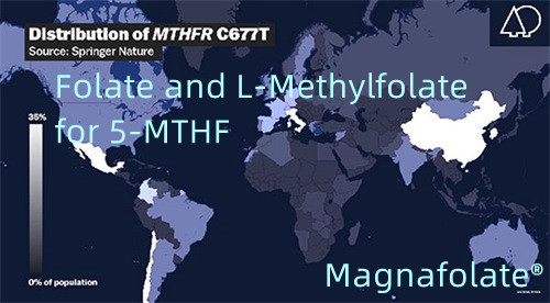 Folat și L-metilfolat pentru 5-MTHF
