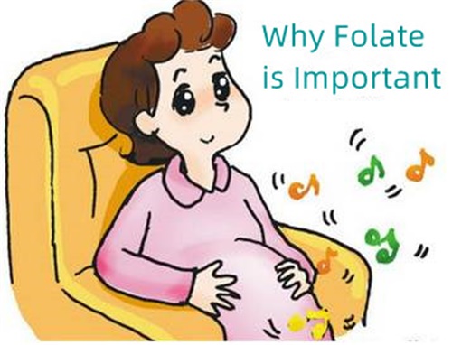 De ce este important acidul folic?