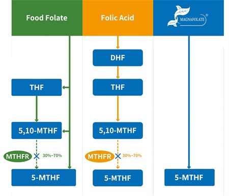 Ce este 5-metiltetrahidrofolatul?