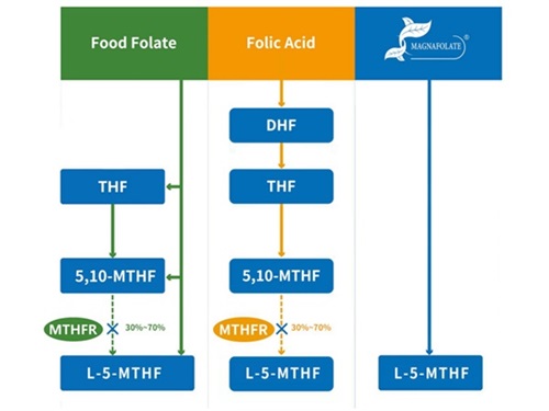 L-5-metiltetrahidrofolat de calciu VS acid folic
