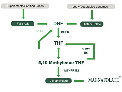 Utilizarea L-5-metiltetrahidrofolat de calciu