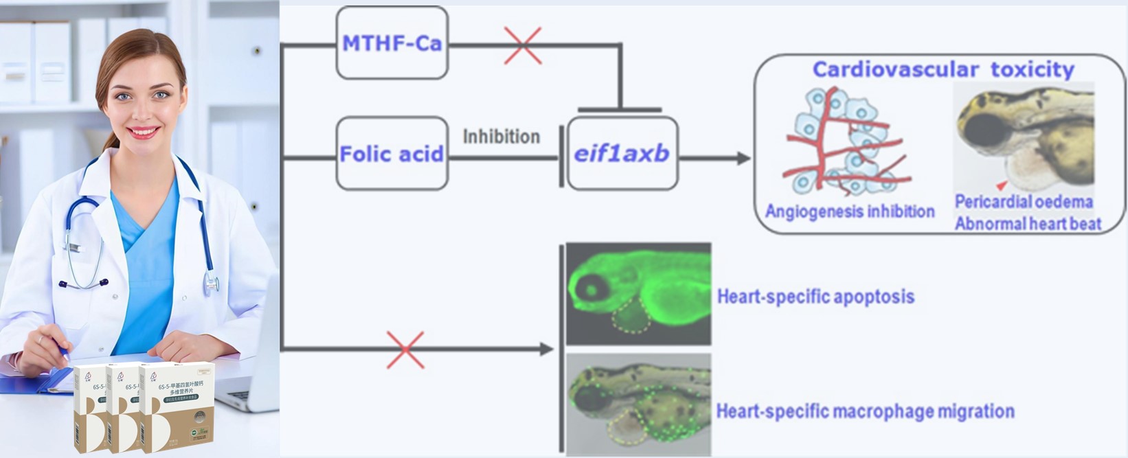 Revizuirea literaturii | Acidul folic sintetic cu doze mari poate prezenta riscuri cardiace pentru embrioni precoce; 6S-5-metiltetrahidrofolat-calciu se dovedește mai sigur